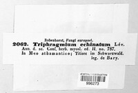 Triphragmium echinatum image